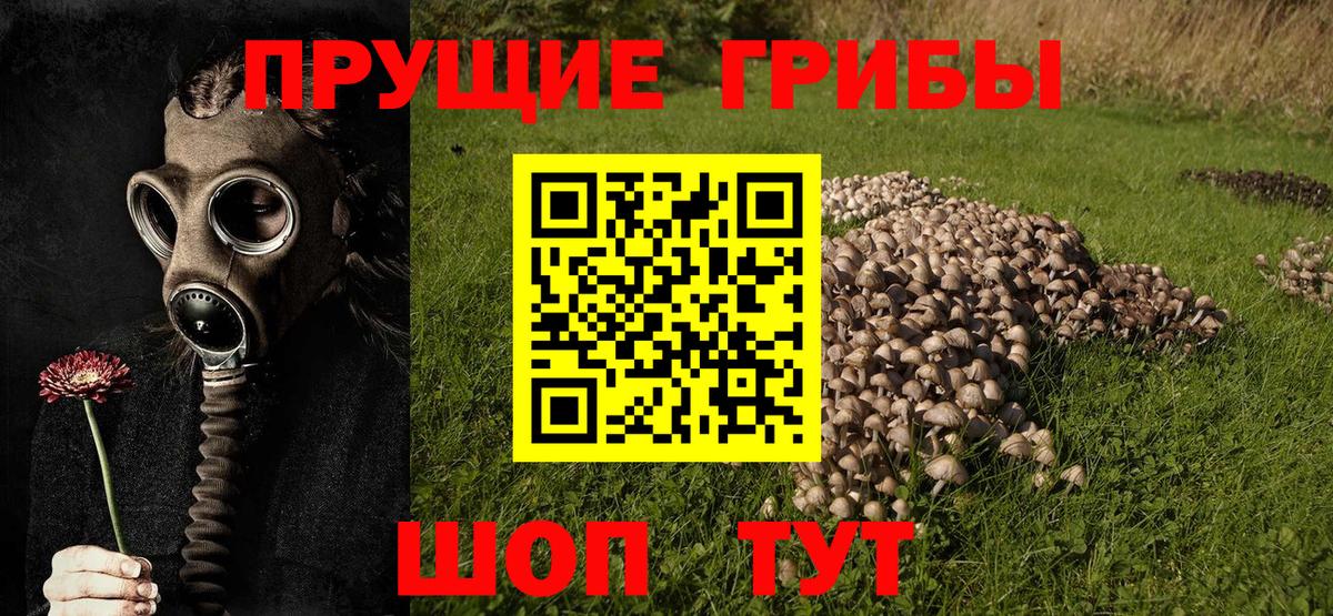 купить  сайты  Вход с VPN  Димитровград  Псилоцибиновые грибы Cubensis  Псилоцибиновые грибы Cubensis 